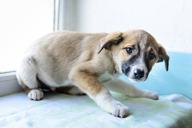 portrait of a little puppy afraid in the shelter for dogs