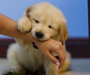goden retriever chiot qui mordille adobestock 414128969
