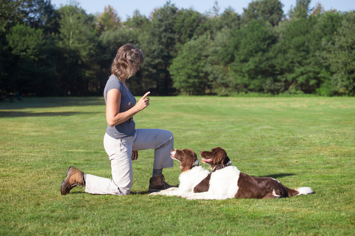 woman training two dogs in a meadow