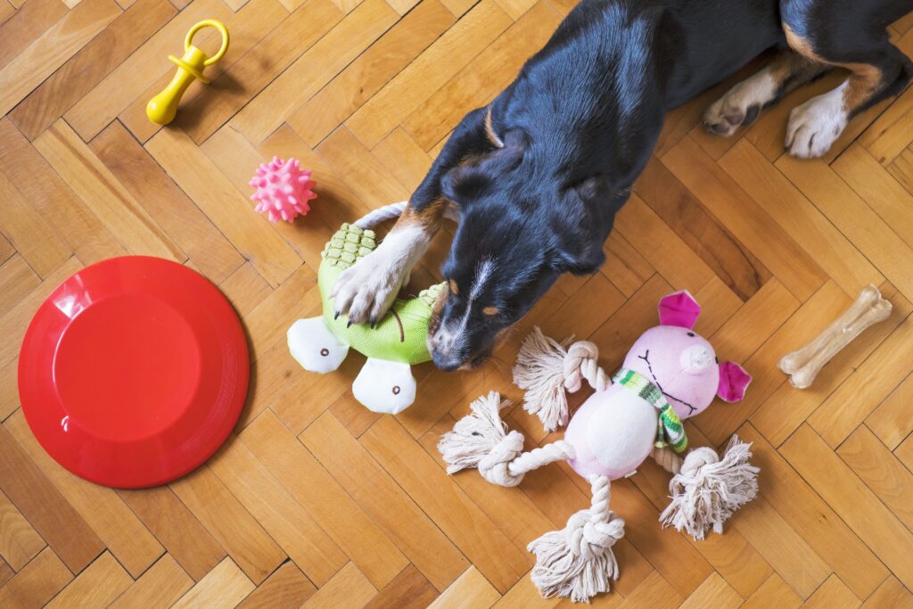 mattycoulton dog toys 5175628