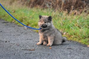 sitting eurasier puppy 7600680 640