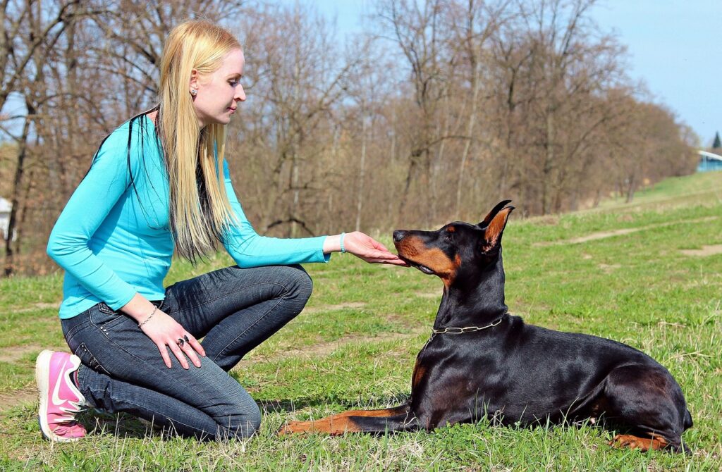 yamabsm doberman 2390548 1280